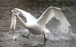 15155
